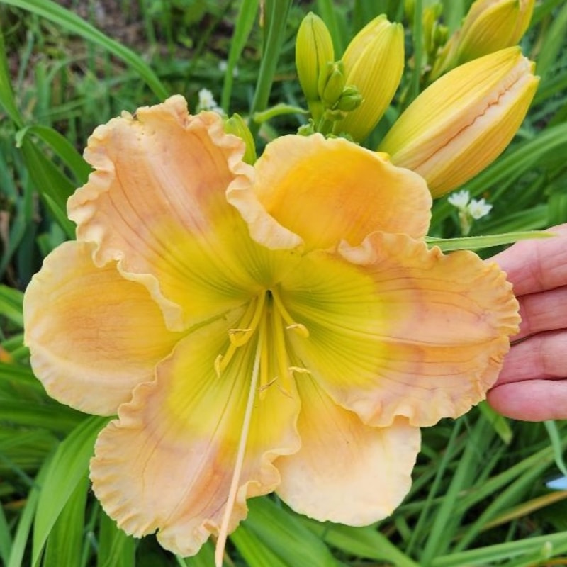 Lush Oasis daylily bloom