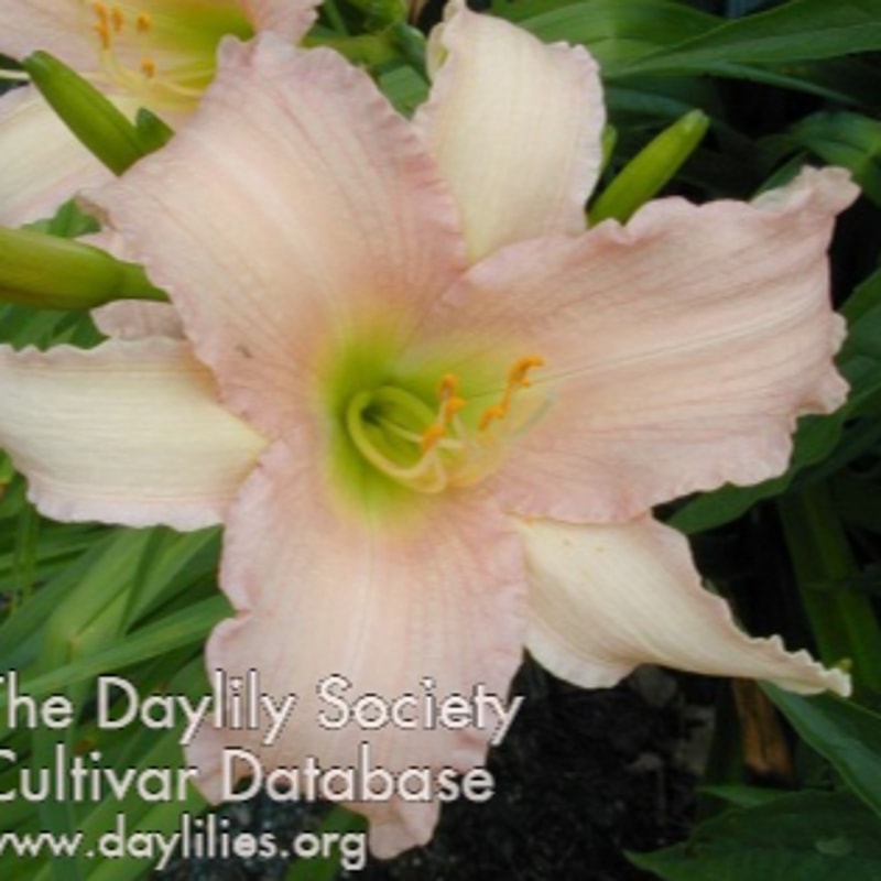 Luxury Lace daylily bloom