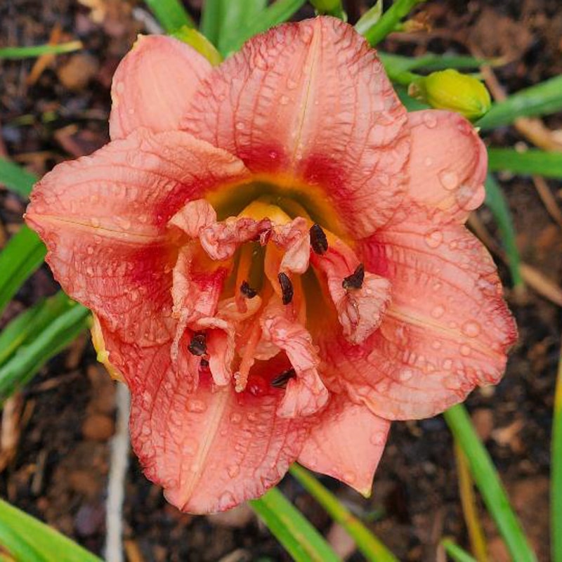 Maho Mite daylily bloom