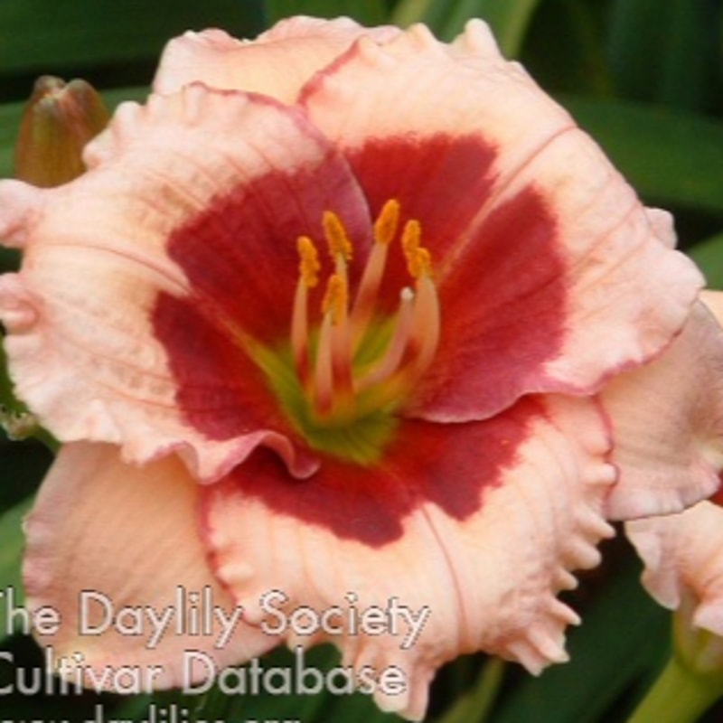 Mary Ethel Anderson daylily bloom