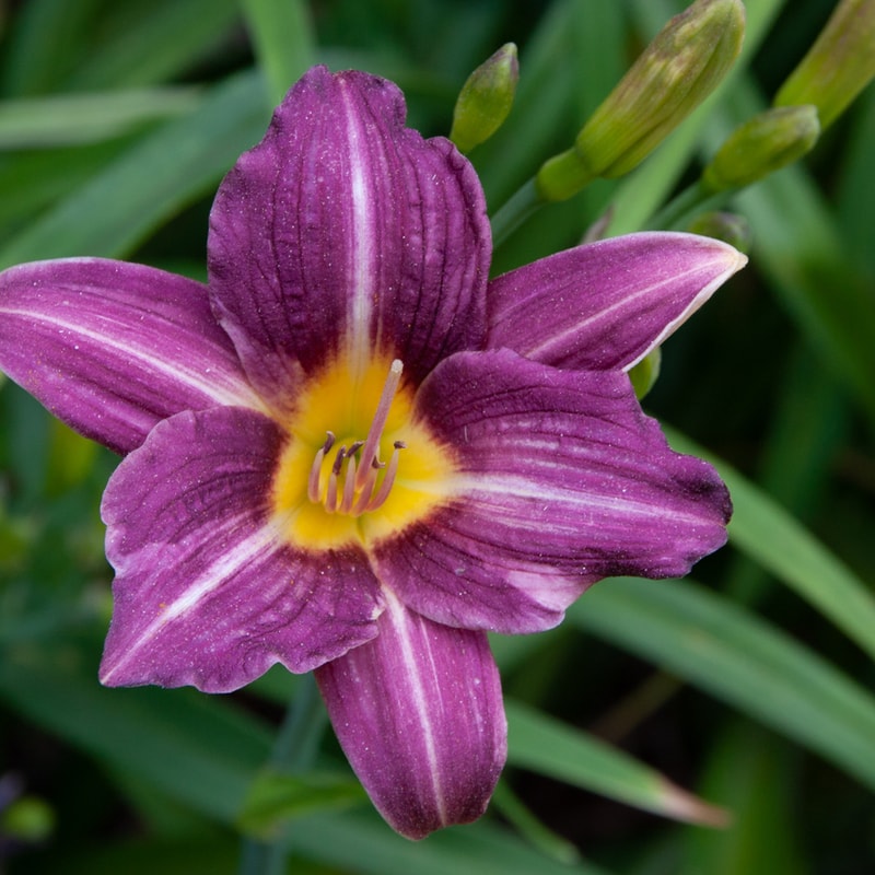 Mary Reed daylily bloom