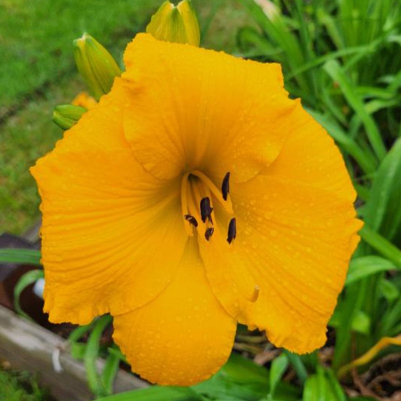 Mary's Gold daylily bloom