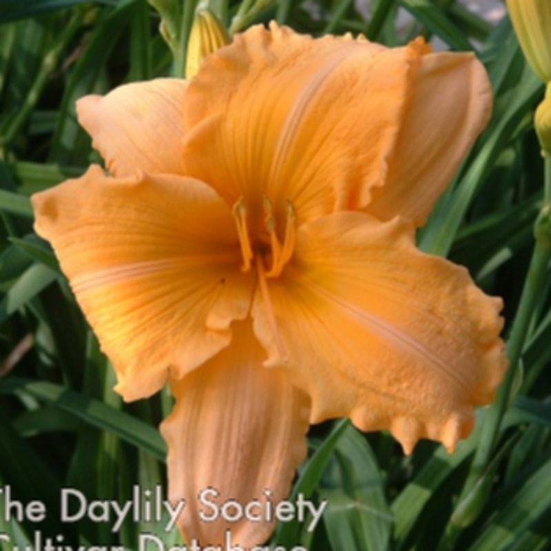 Orange Velvet daylily bloom