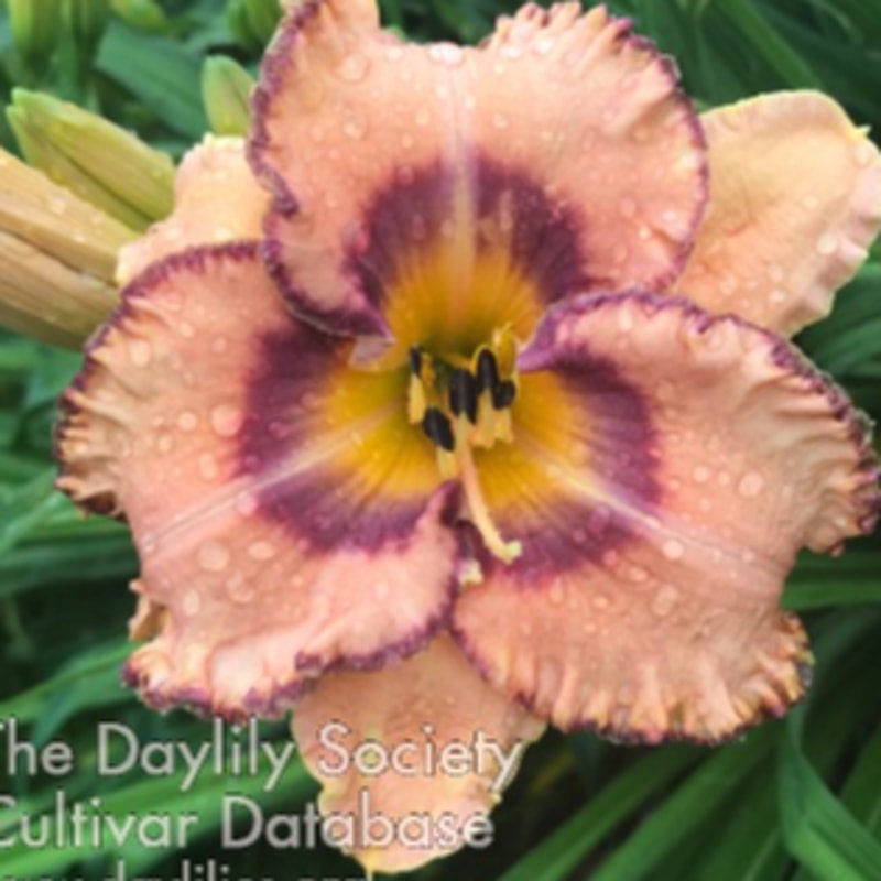 Peachy Punch daylily bloom