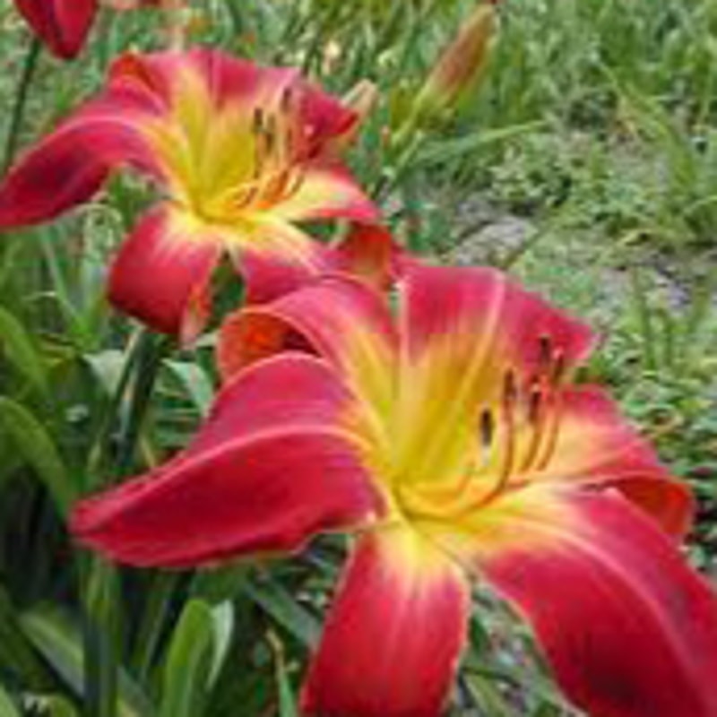 Rocket Booster daylily bloom