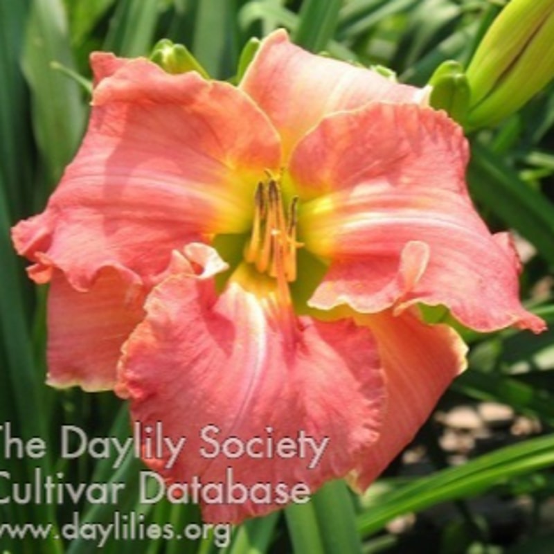 Rock Lobster daylily bloom