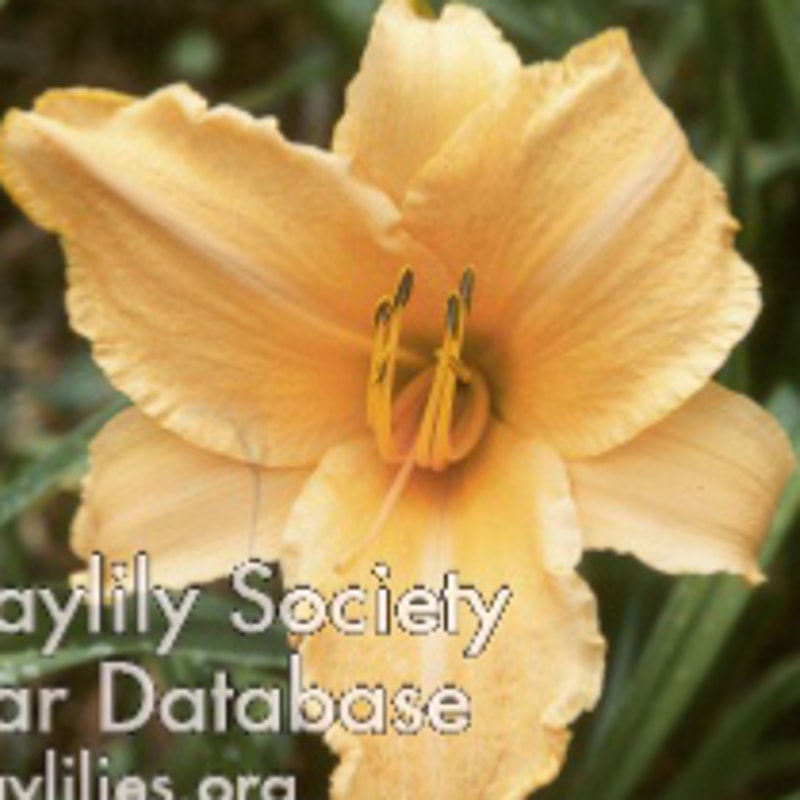 Ruffled Apricot daylily bloom