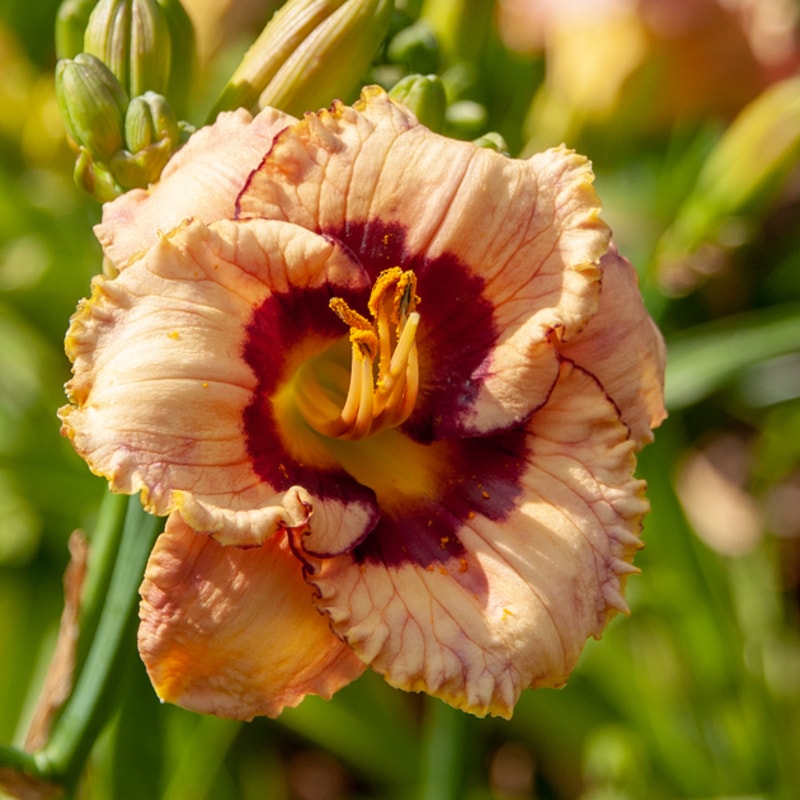 Small Miracle daylily bloom
