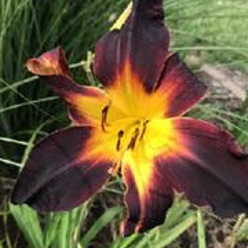 Steve's Corn Rows daylily bloom