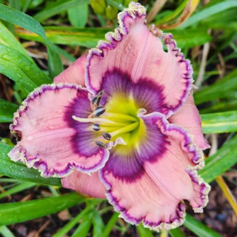 Tides Roll In daylily bloom