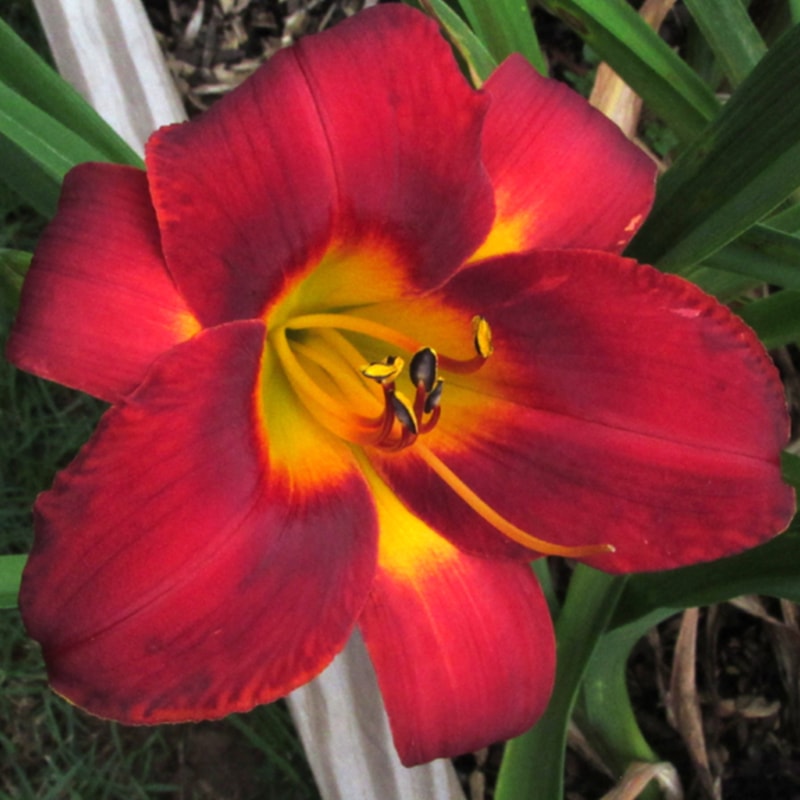 Tongala daylily bloom