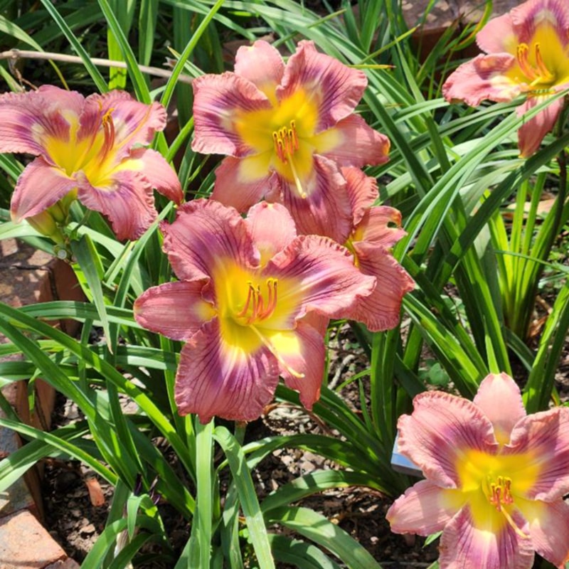 Totem and Taboo daylily bloom