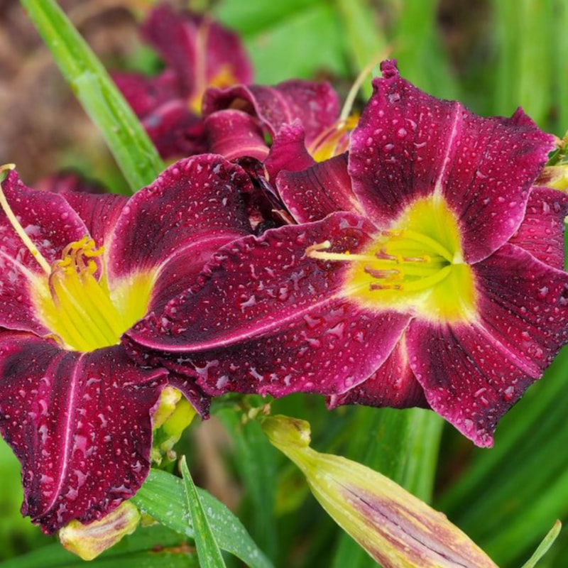 Troubled Sleep daylily bloom