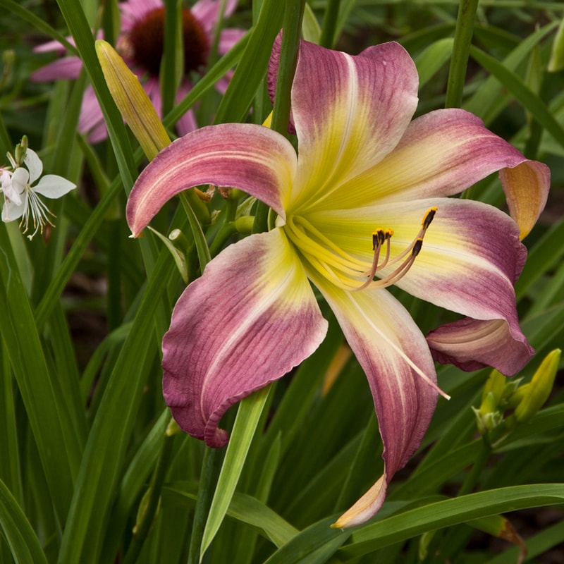 Wilson Spider daylily bloom