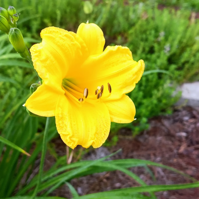 Bitsy daylily bloom