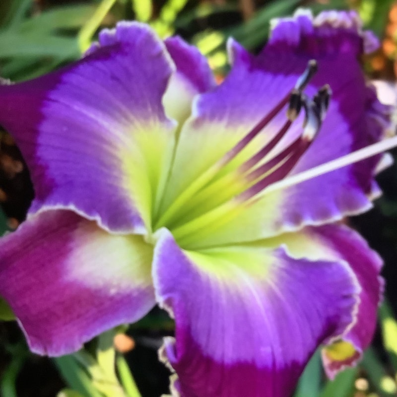 Deepsouth Daylilies garden image