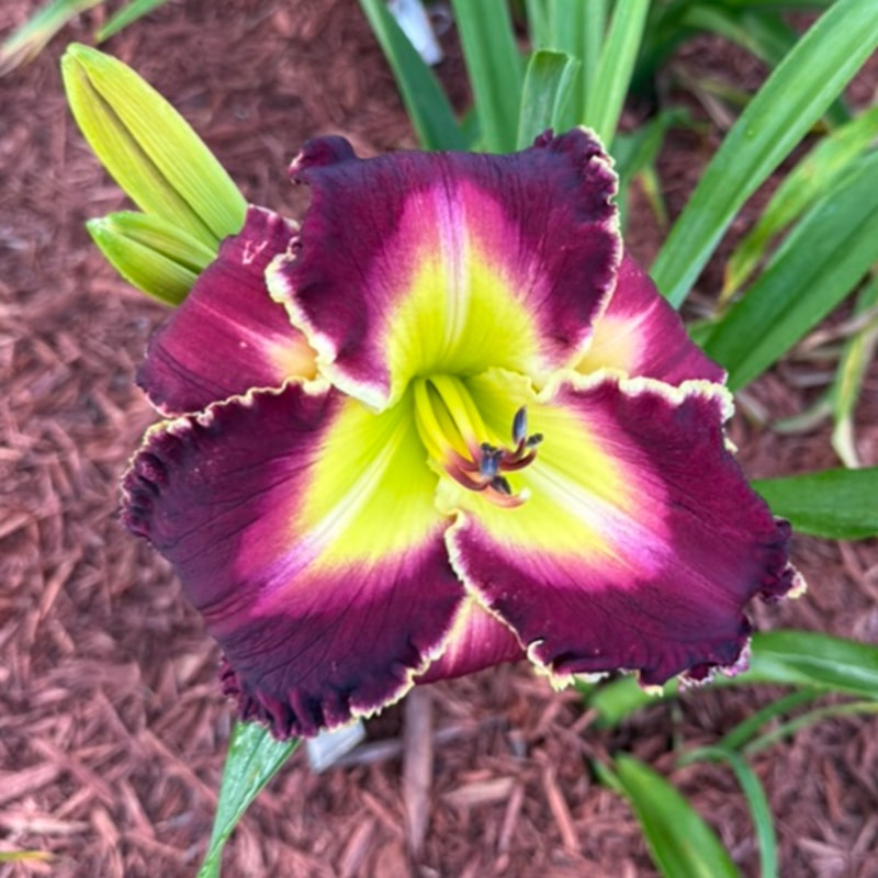 Bing Crosby from Graceful Petals Daylilies