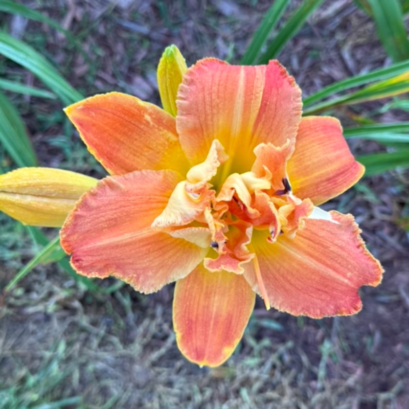 Topgun Solar Flare from Graceful Petals Daylilies