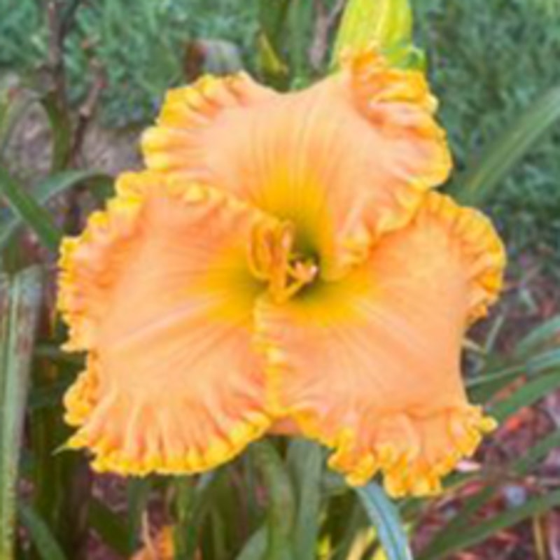 Peach Sensation daylily bloom