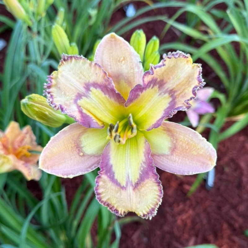Louisiana Morning from Graceful Petals Daylilies