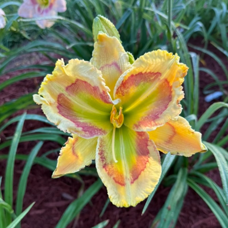 Pleasing Panache from Graceful Petals Daylilies