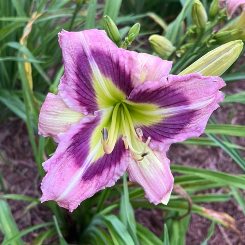 Once upon a Lullaby from Graceful Petals Daylilies