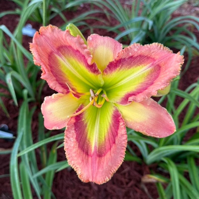 My Favorite Martian from Graceful Petals Daylilies
