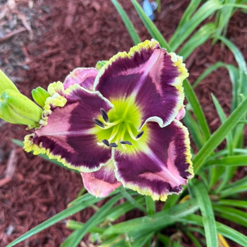 Dueling Colors from Graceful Petals Daylilies