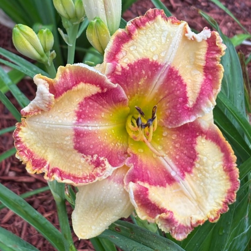 I Can't Stop daylily bloom