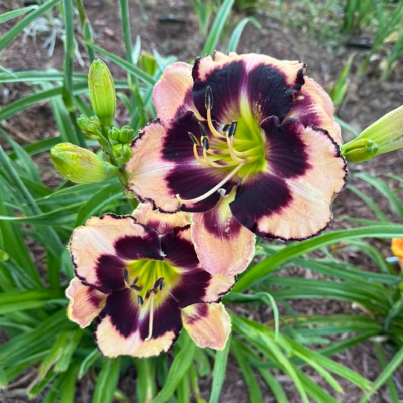 Thomas Tew from Graceful Petals Daylilies