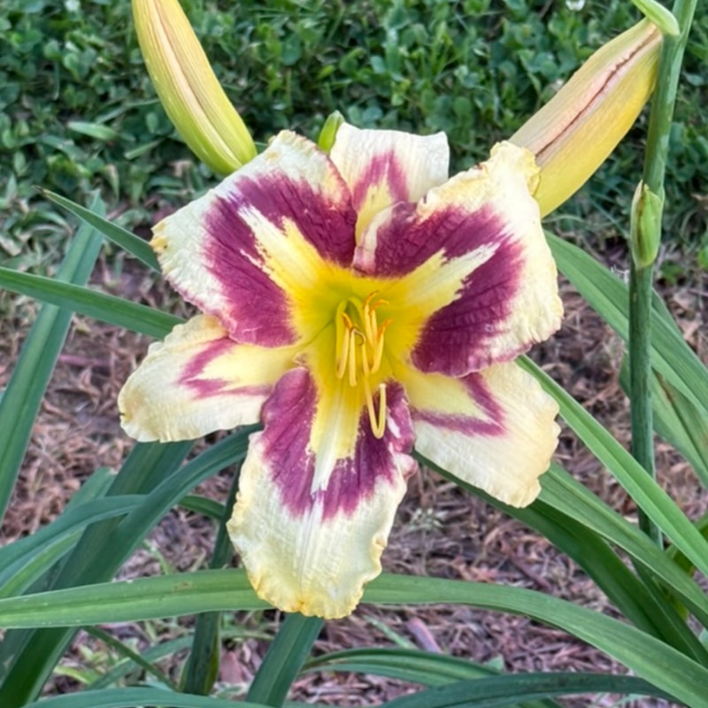 Rorschach Test from Graceful Petals Daylilies