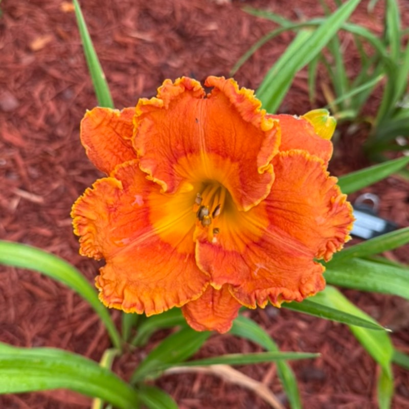 Sun Scream  from Graceful Petals Daylilies
