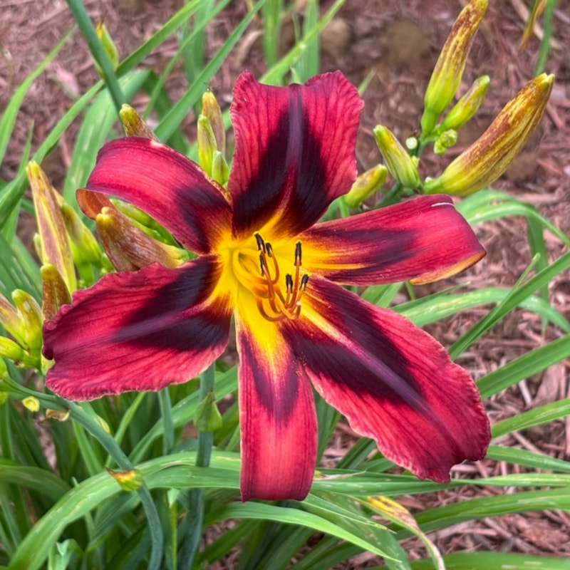 Heavenly Tiger Tails  from Graceful Petals Daylilies