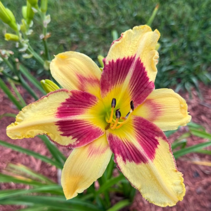 Spacecoast Red Eyed Monster daylily bloom