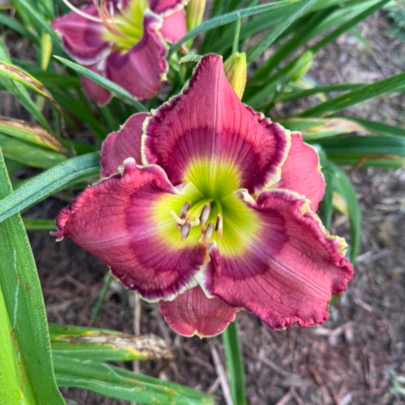 Crown of Roses  from Graceful Petals Daylilies