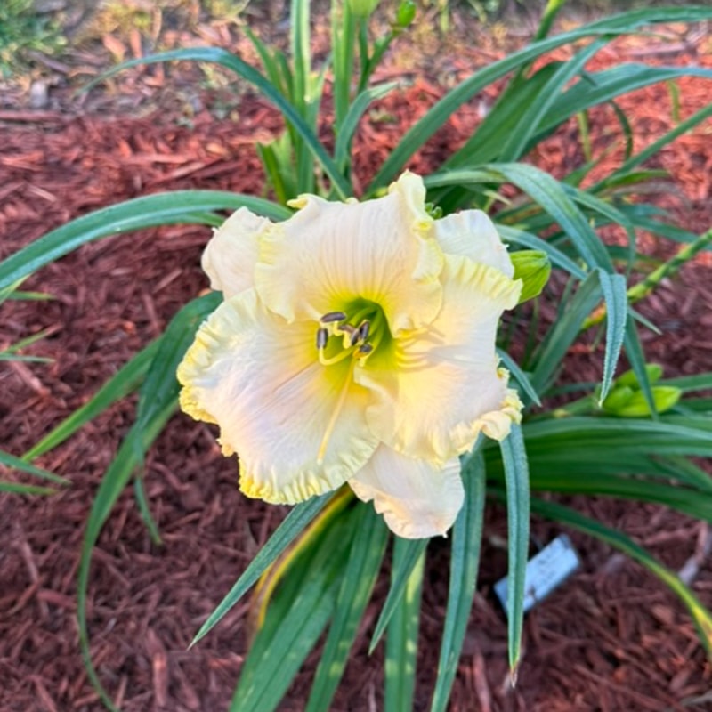 President Ronald Reagan from Graceful Petals Daylilies