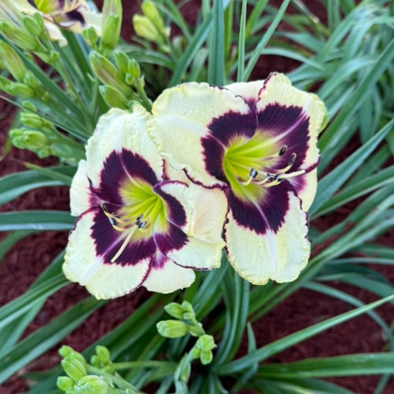 Black Mingo from Graceful Petals Daylilies
