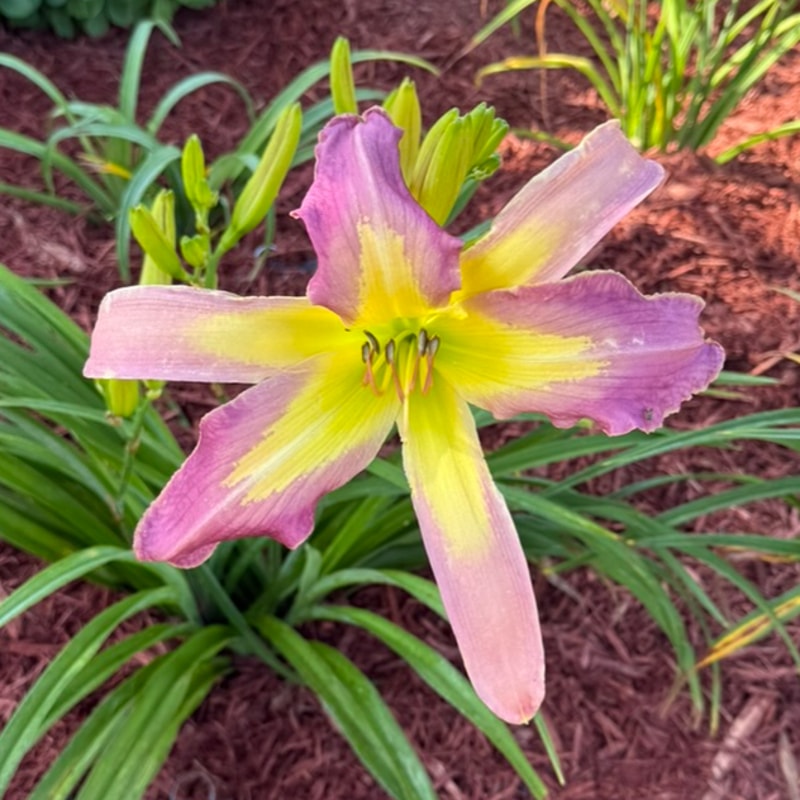 Epicenter  from Graceful Petals Daylilies