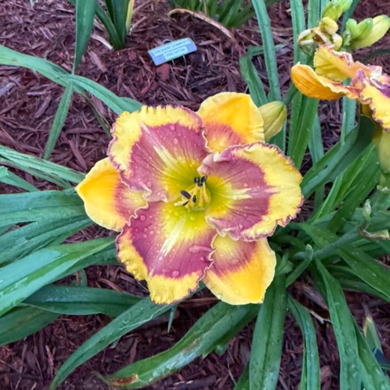 New Paradigm from Graceful Petals Daylilies