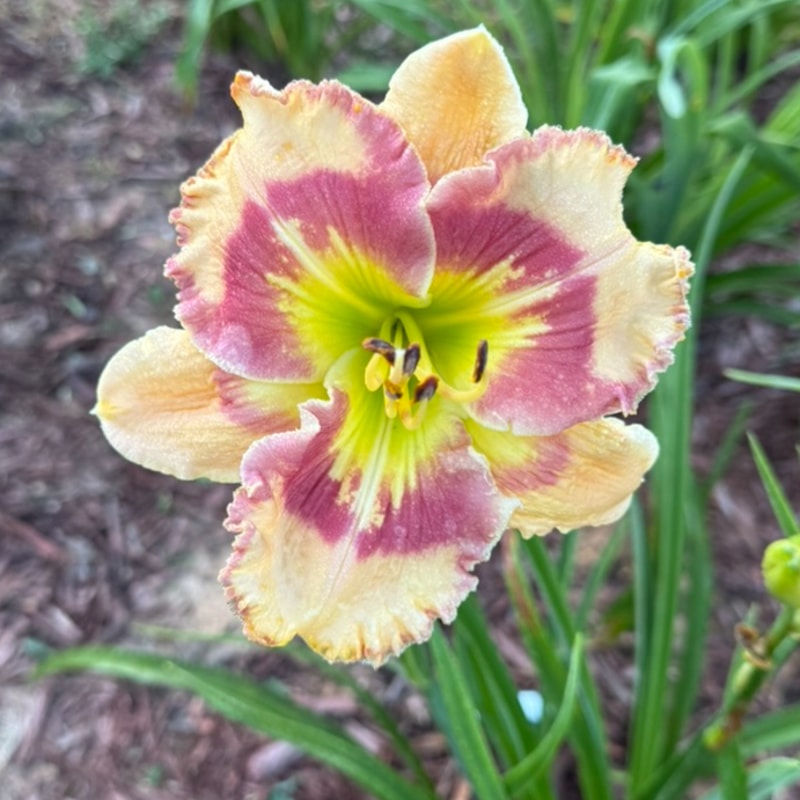 Playful Tunes from Graceful Petals Daylilies