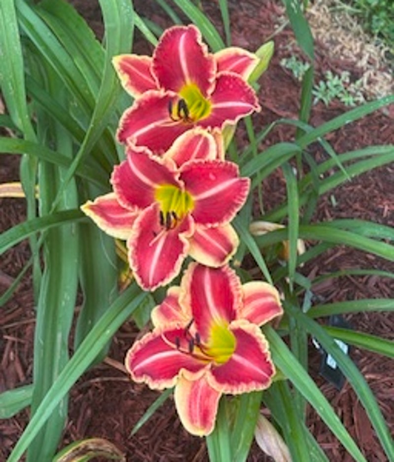 Chili Spice from Graceful Petals Daylilies