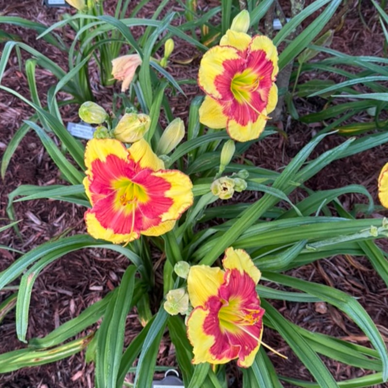 Sir Francis Drake from Graceful Petals Daylilies
