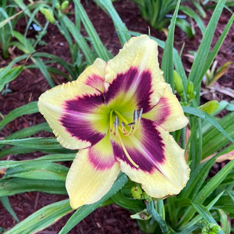 Heavenly Dark Matter from Graceful Petals Daylilies
