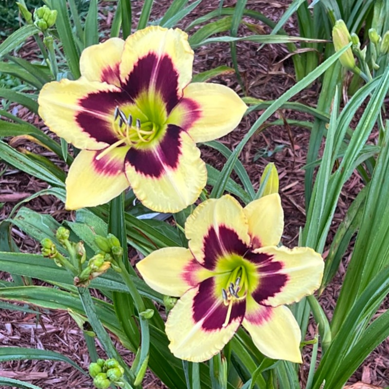Heavenly Dark Matter from Graceful Petals Daylilies