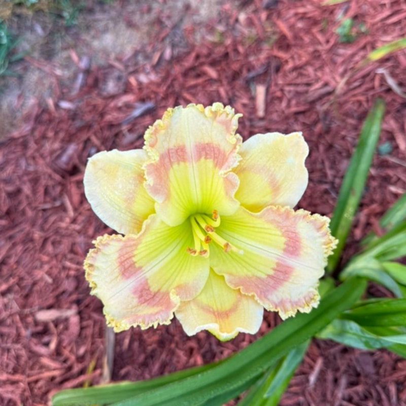 Roseate Stained Glass from Graceful Petals Daylilies