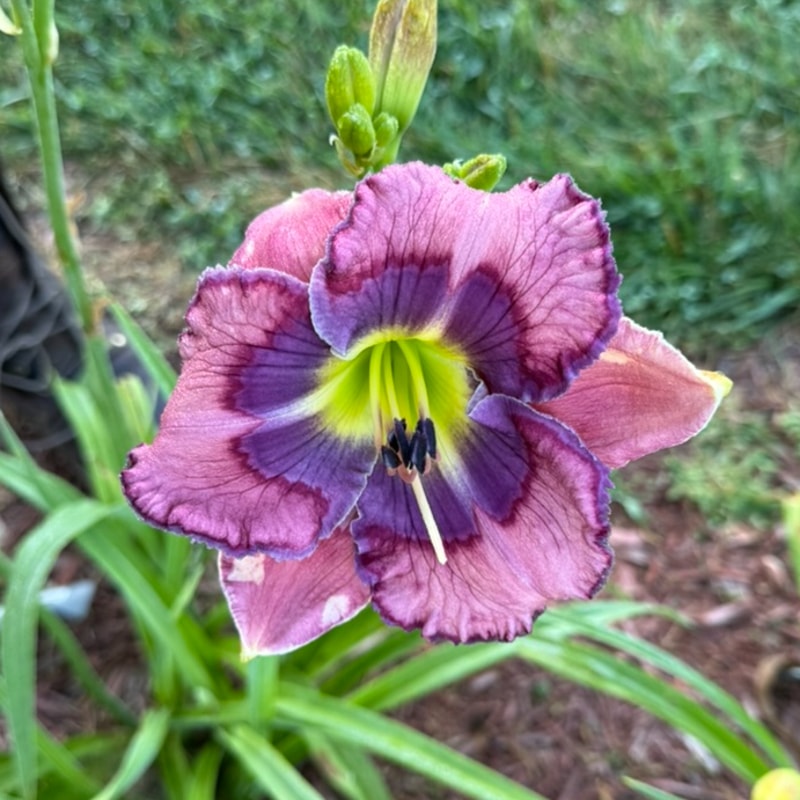 Smile-n-dales from Graceful Petals Daylilies