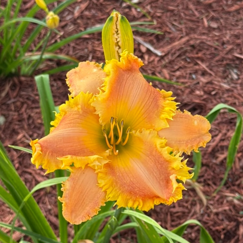 Bass Gibson daylily bloom