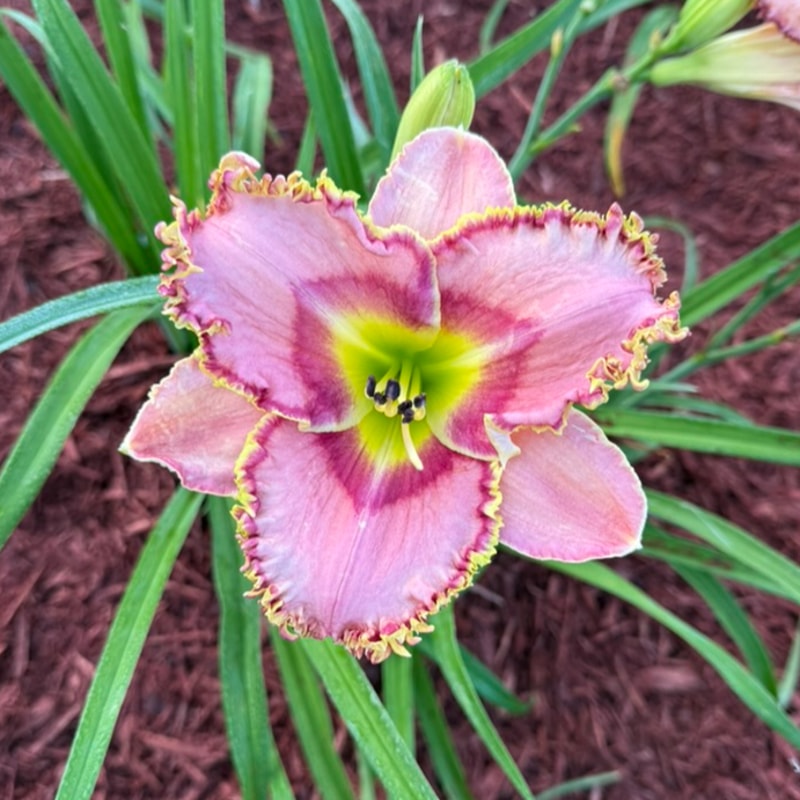 Red Sapphire from Graceful Petals Daylilies