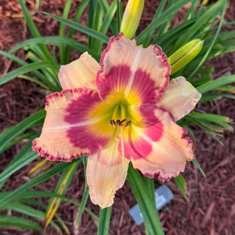 Sanford Crossfire from Graceful Petals Daylilies
