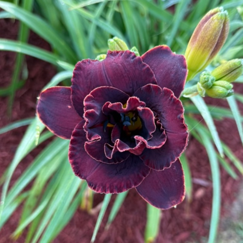 Night Embers from Graceful Petals Daylilies